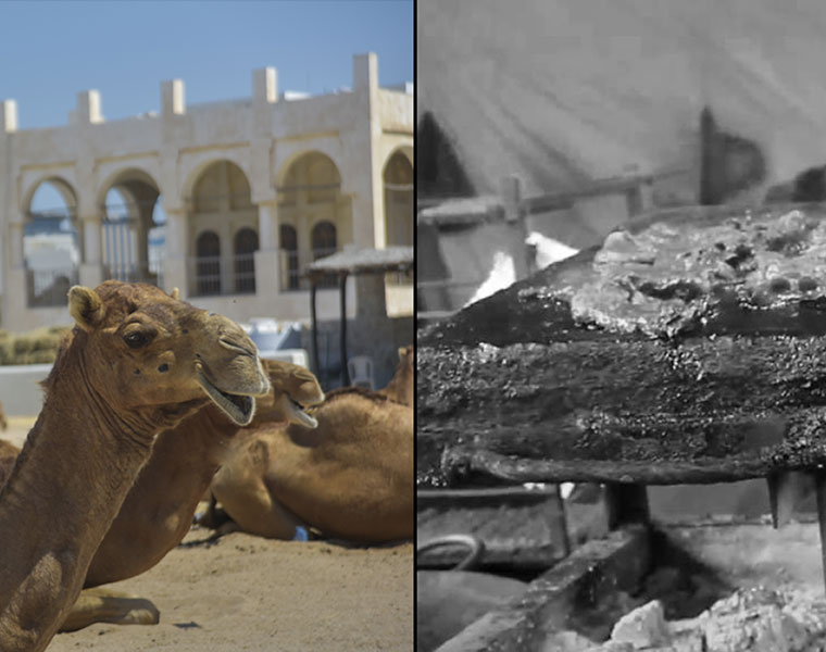 camel meat sold under nose of BBMP's Animal Husbandry Department: Officials ignore smell