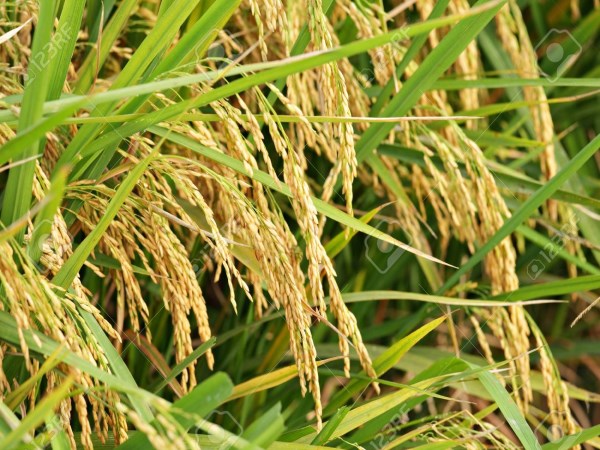 In the rice cultivation the yield increases as it happens.