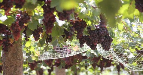 Disease and pest control in grapes Thats the natural way