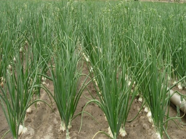 Here are the crop protection measures to be carried out on the onion cultivation ...