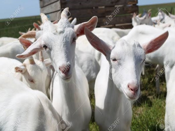 be careful while buying white goats