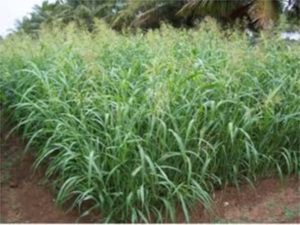 how to cultivate neppiyar grass