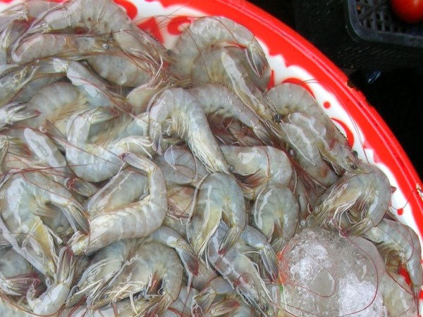 Do you know how much fodder is required to produce one kg of shrimp?