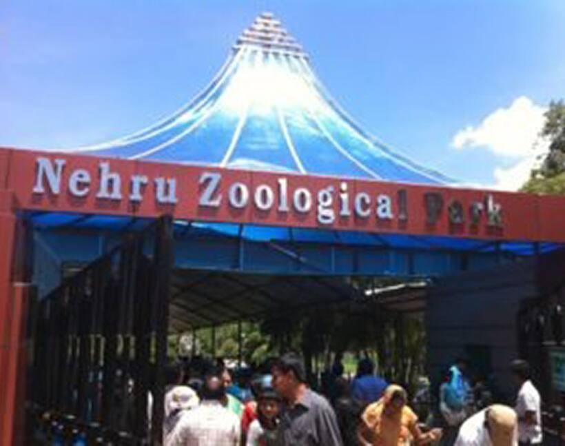 Nehru Zoo Park: జూ పార్క్‌లో ఏనుగు బీభత్సం విషాదం.. ఆహారం పెడుతుండగా మావటిపై..  