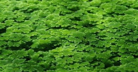 Azolla cultivation is the best feed for livestock ...