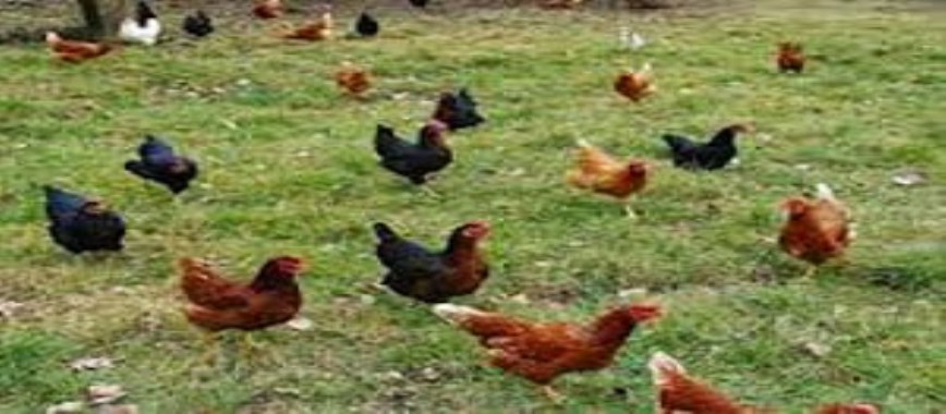 diseases of-poultry-country-more-mechanisms-to-prevent