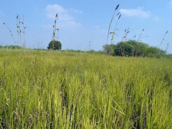 kezhvaragu farming