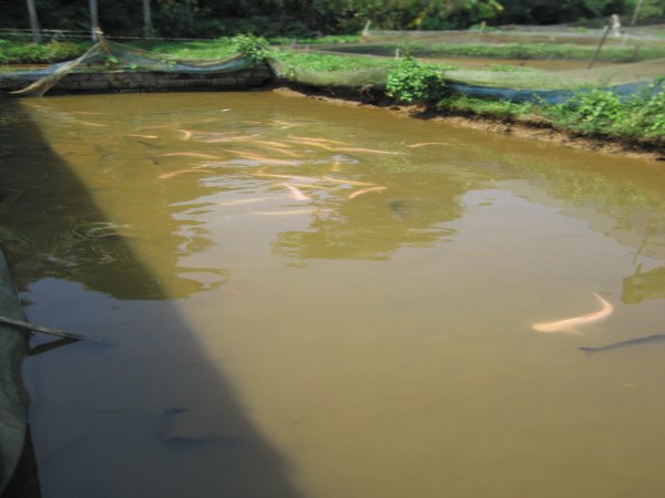 How much fish can be grown in a small pond You can read this ...