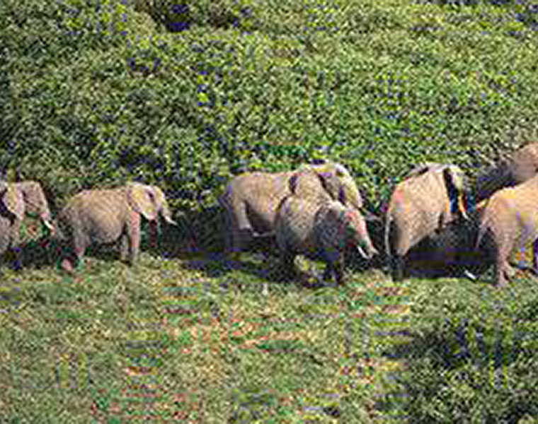 Elephants attack villages in Chittoor, cause damage to crops