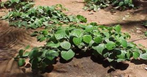 Pumpkin cultivation in natural method