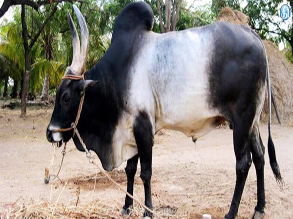 These are the only cattle left in India ...