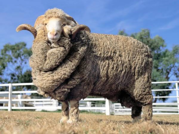 specialities of merino