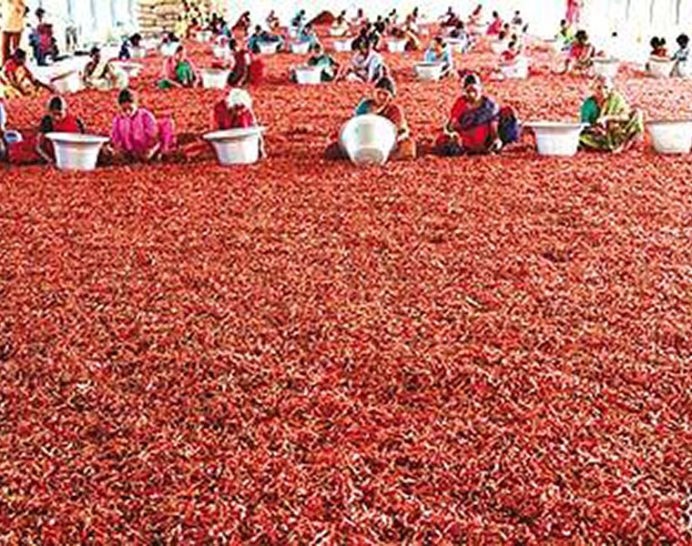 nizamabad chillies farmer success story by chillies cultivation he gain lakhs