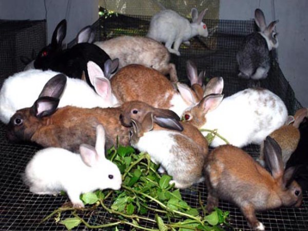 Here are the procedures to take in foods for rabbits ...