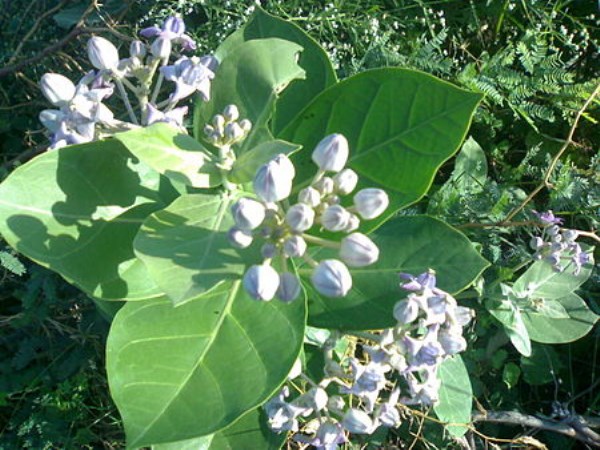 How to Use Natural Fertilizer Cauliflower