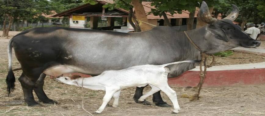 pattukkanum pregnant-cows-how-look-vaciccup-this