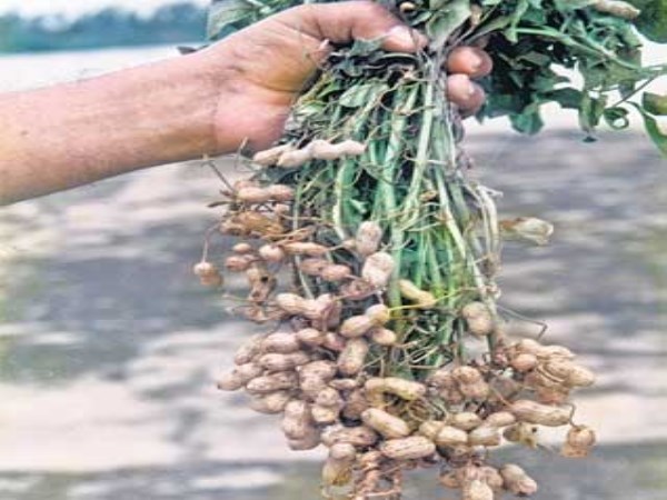 Any kind of fertilizers can be applied when manila cultivated