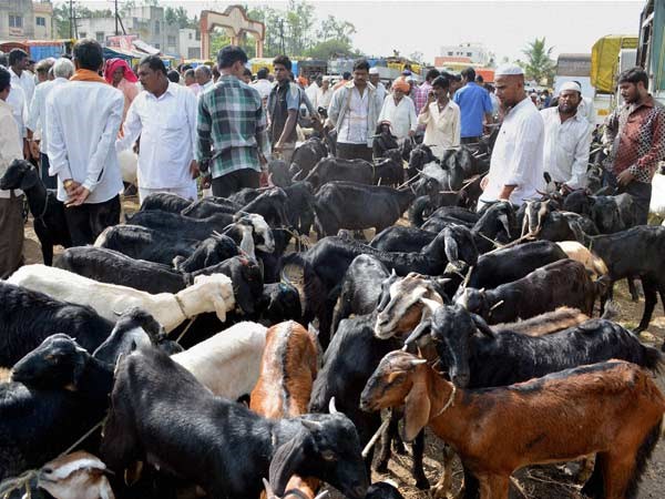 These livestock are right for the sheep go to the market ...