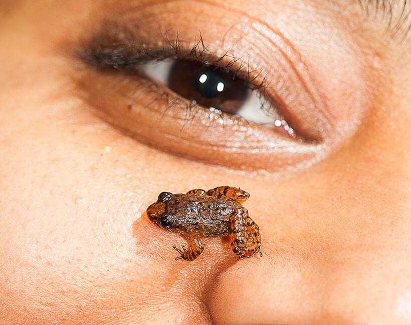 Seven new night frogs from Western Ghats; four of them smaller than thumbnail!