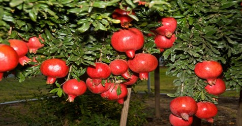 How to cultivate pomegranate in all soil types