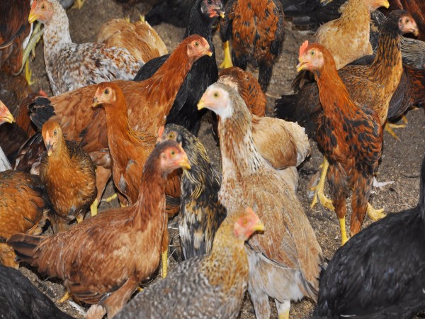 Have you heard about this type of disease that attacks the chickens?