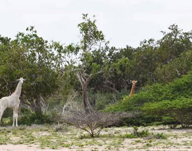 Rare white giraffes caught on camera in Kenya