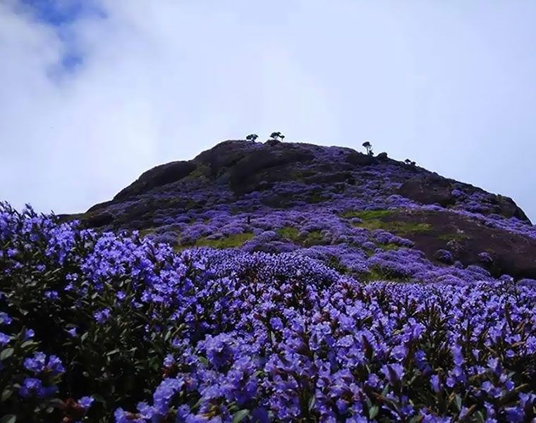 Tourism hit even as Munnar waits for Neelakurinji to bloom Kerala Floods