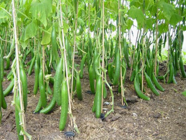 Problems and solutions to confront cucumber cultivation in nature