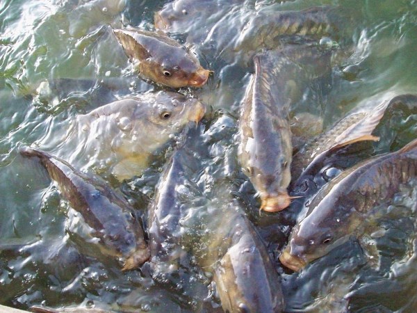 Have you heard about the Samadak carp species?