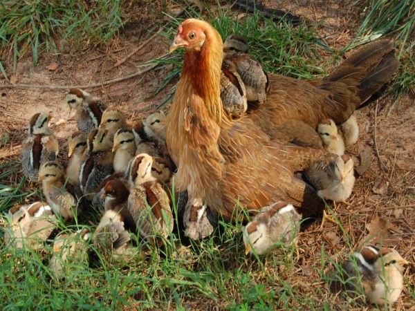 Heres the technology of hatching chickens ...