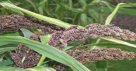 How to make cucumber grown in pine and poisonous fields?