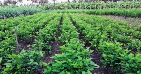 How is this easy way to produce mulberry seedlings