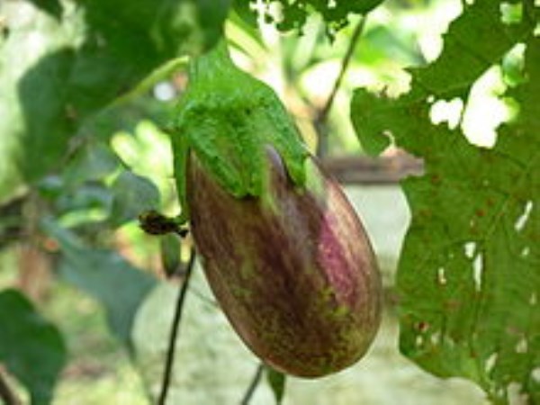 You can see a high yield in the eggplant by destroying these pests ...