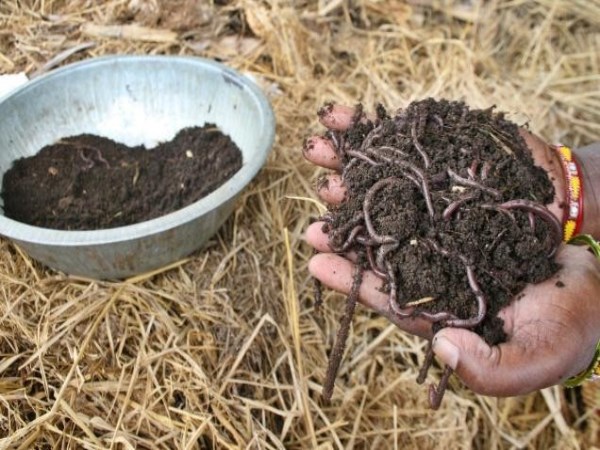 How to Vermicompost and Vermiche Harvest