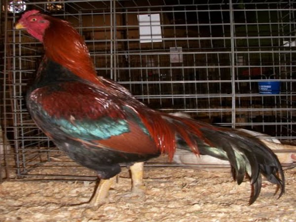 different types of chicken breeds