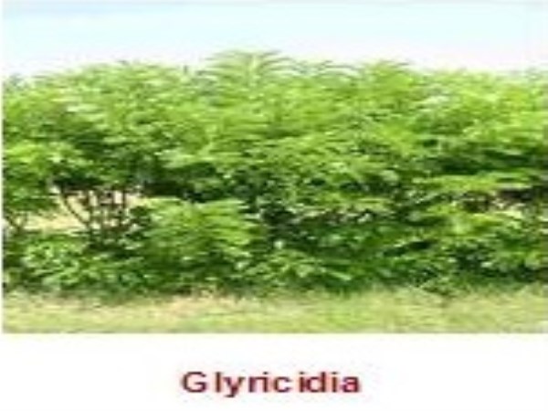 How to harvest glyricidia fodder