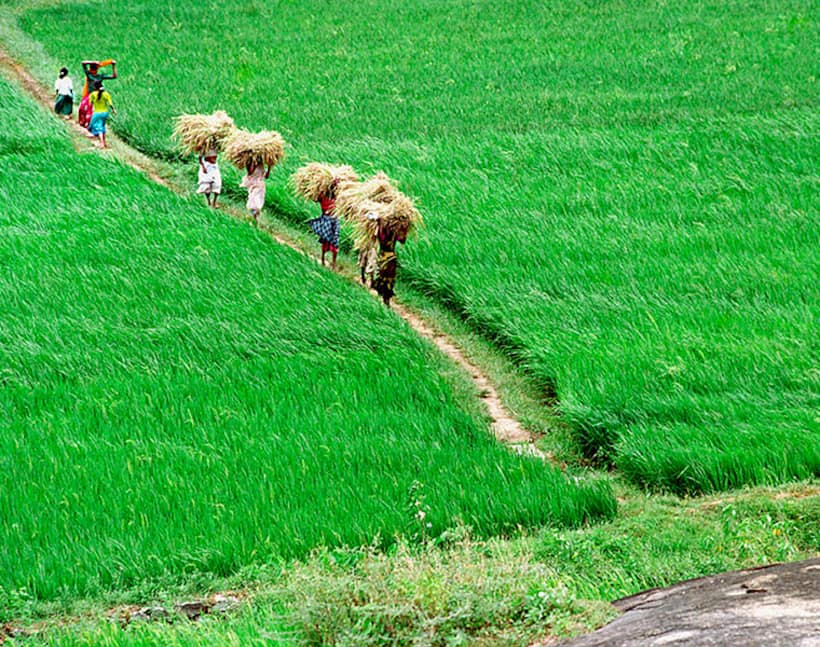 Telangana Collector jumps into Paddy field, plants saplings