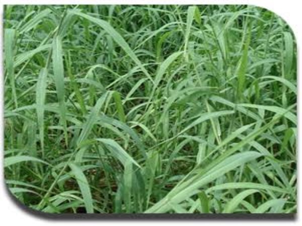 how to cultivate soofa grass