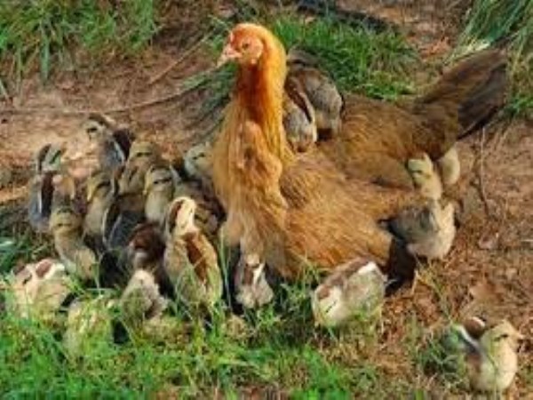 Why is breeding poultry better than broiler chicken