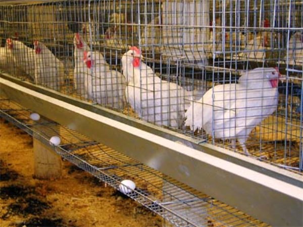 How do you know the benefits of cages in cage farming?