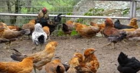 how to-protect-chicken-from-chicken-cholera-attack