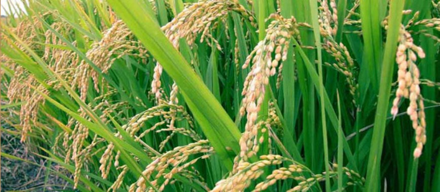 four natural-ways-to-control-pests-in-paddy