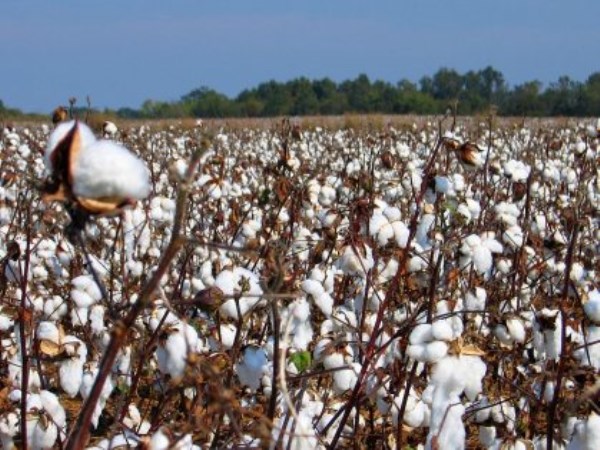 Here are the methods of controlling cotton crops.