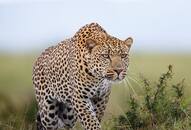 Avni Uttarakhand man eater leopard Dhyanagan Maharashtra