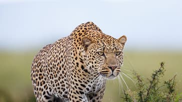 Avni Uttarakhand man eater leopard Dhyanagan Maharashtra