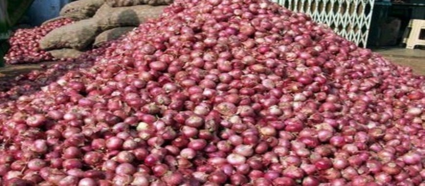 how to-process-onion-after-harvest