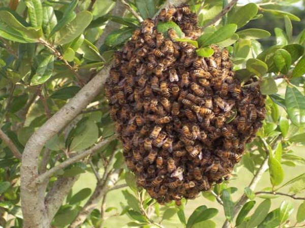 How to make honey? If you know this bee is very easy to grow ...