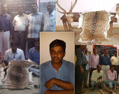 Shocking: AP official caught red-handed trading deerskins