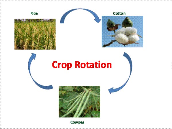 rotational cultivation method