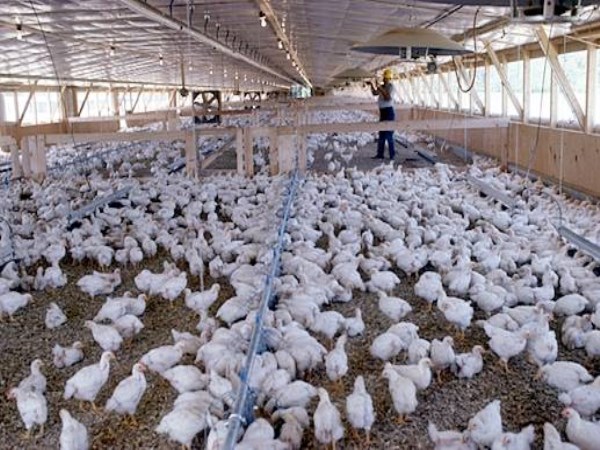 Do you want to grow poultry? Here is the method of setting up a poultry plant?